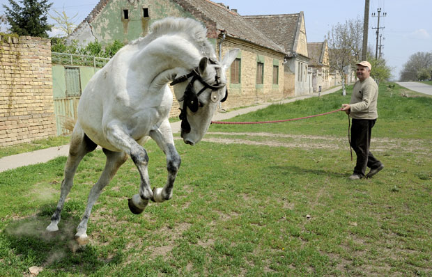 СТРАСТ ПРЕМА ЦАРСКИМ КОЊИМА: Уз липицанере одмарају душу